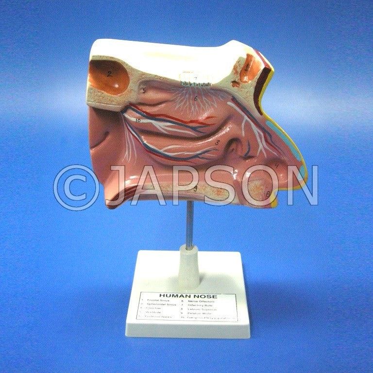 Human Model - Nose on Stand Human Model - Nose on Stand